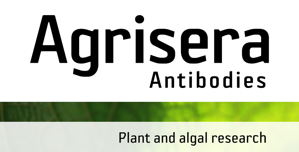 Agrisera MicroRNA相關(guān)研究植物蛋白抗體火熱促銷中！